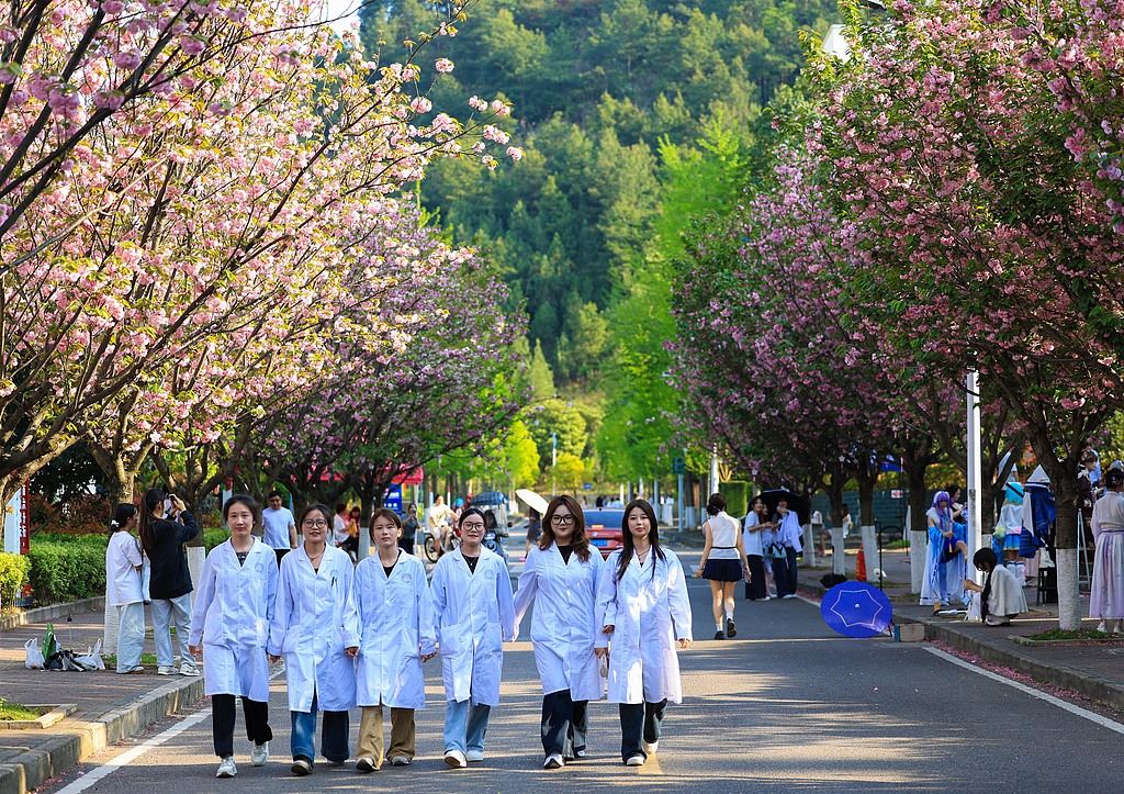 贵州凯里：街头樱花盛放 吸引市民赏花拍照