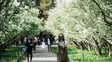 北京天坛公园丁香花迎来最佳观赏期