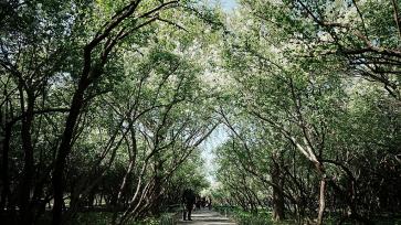 北京天坛公园丁香花迎来最佳观赏期