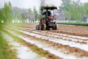 河南睢县：农机手驾驶播种机种植花生