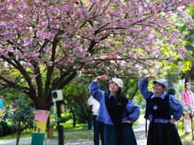 贵州凯里：街头樱花盛放 吸引市民赏花拍照