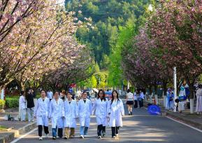 贵州凯里：街头樱花盛放 吸引市民赏花拍照