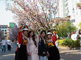 贵州凯里：街头樱花盛放 吸引市民赏花拍照