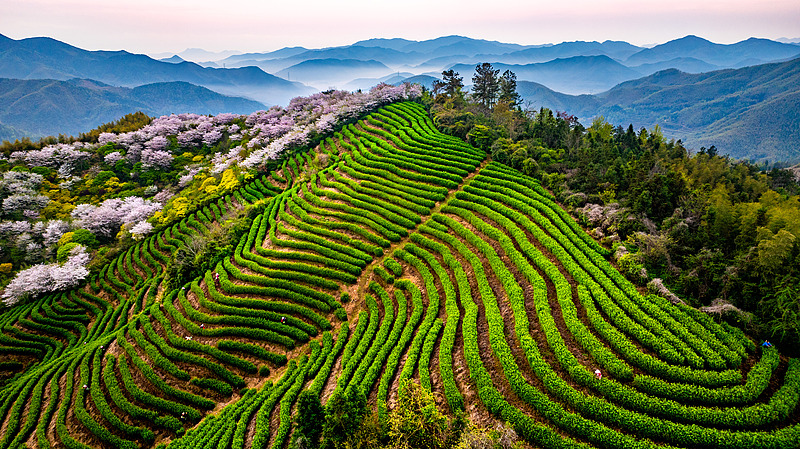 浙江宁海：高山樱花与春茶共绘春色