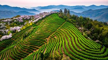 浙江宁海：高山樱花与春茶共绘春色