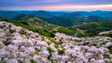 浙江宁海：高山樱花与春茶共绘春色