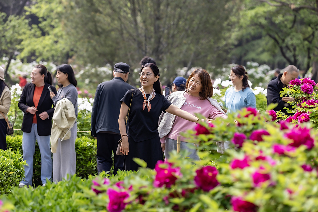 河南三门峡：牡丹盛放迎客来