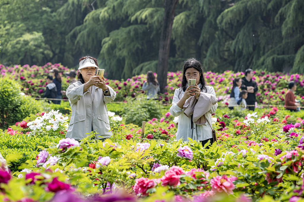 河南三门峡：牡丹盛放迎客来