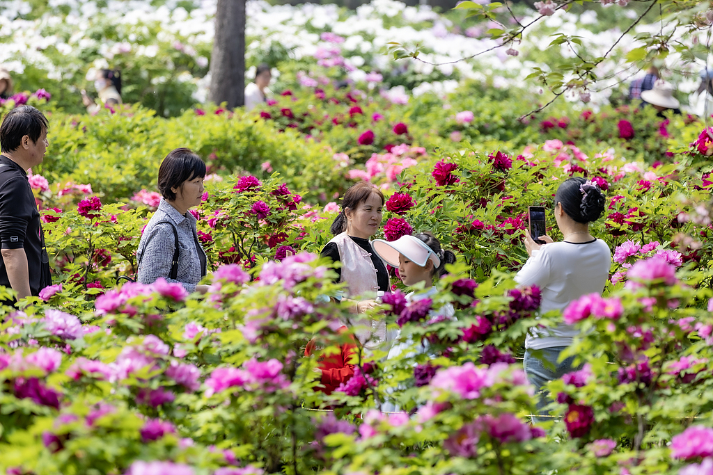 河南三门峡：牡丹盛放迎客来