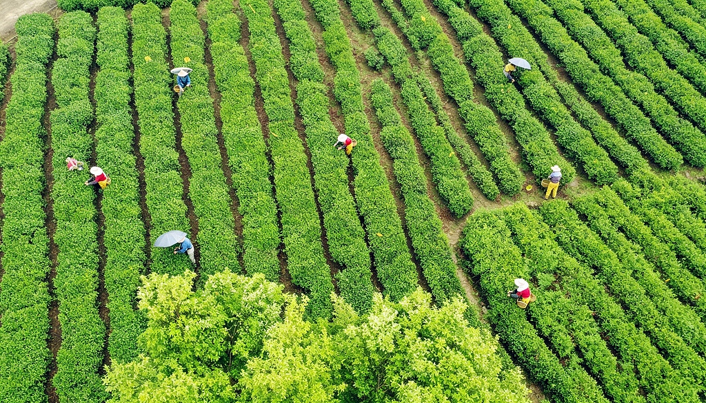 江西遂川：茶农千亩茶园采摘春茶