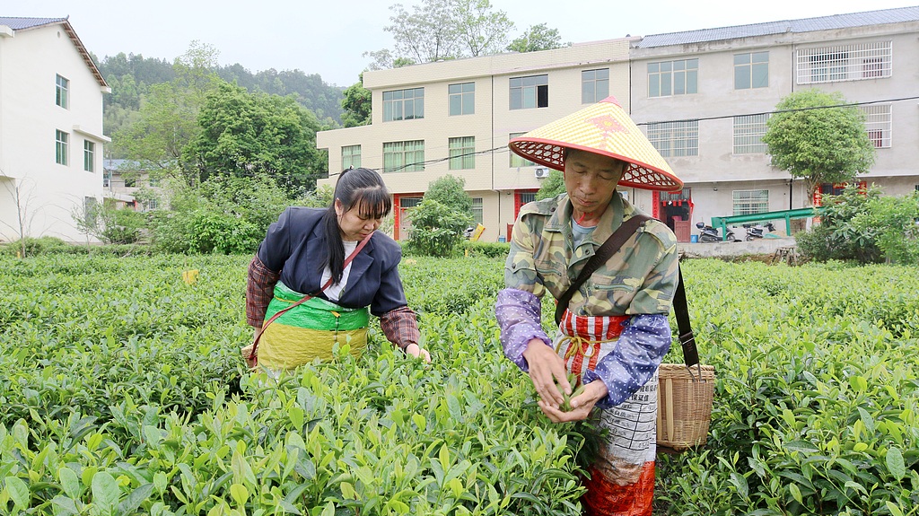 江西遂川：茶农千亩茶园采摘春茶