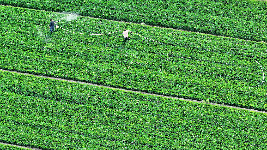 山西襄汾：农民开展麦田喷药作业