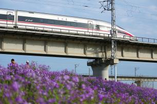 山东日照：列车在花海中穿行