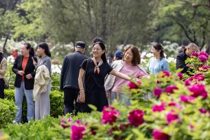 河南三门峡：牡丹盛放迎客来