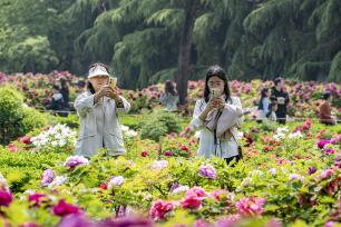 河南三门峡：牡丹盛放迎客来