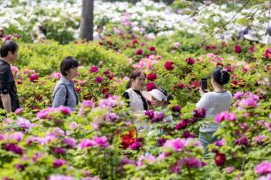 河南三门峡：牡丹盛放迎客来