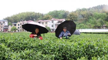 江西遂川：茶农千亩茶园采摘春茶