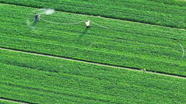 山西襄汾：农民开展麦田喷药作业