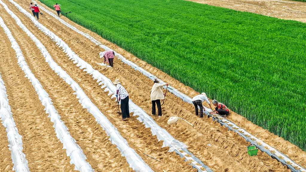 河南商丘：农民不误农时开展春耕