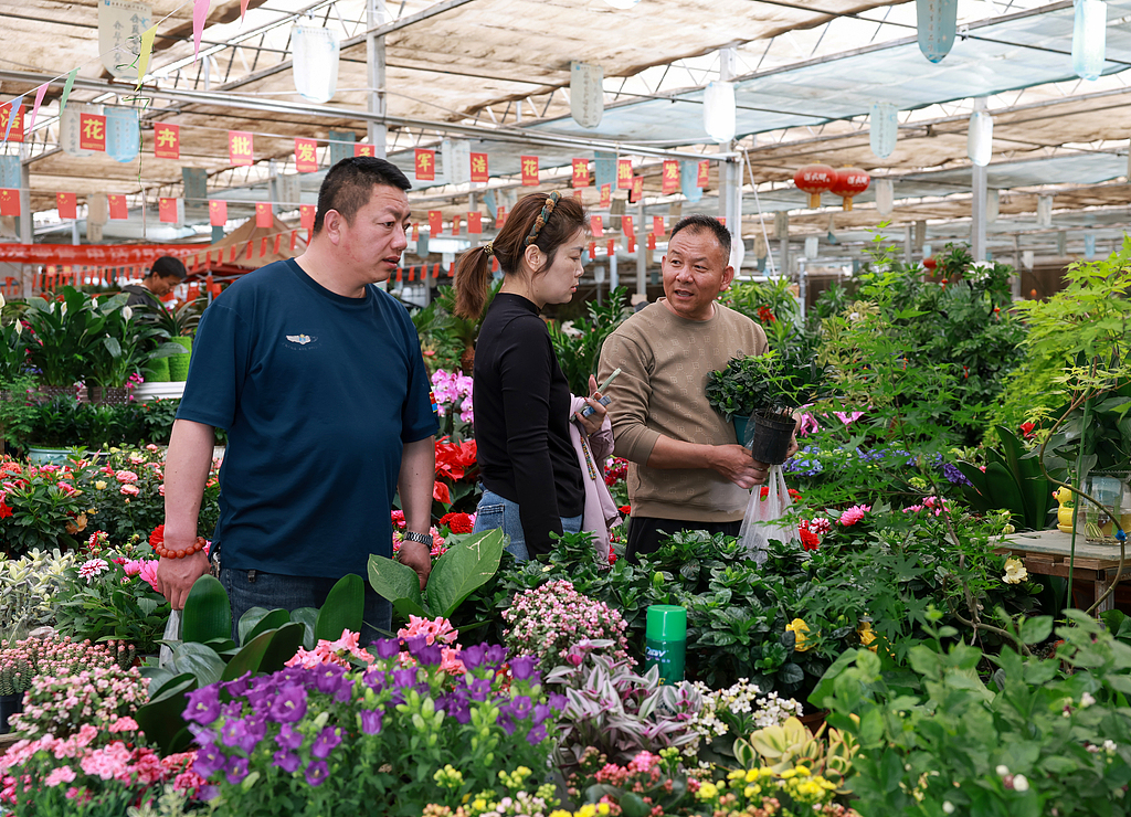 甘肃酒泉：春日鲜花市场迎来销售旺季