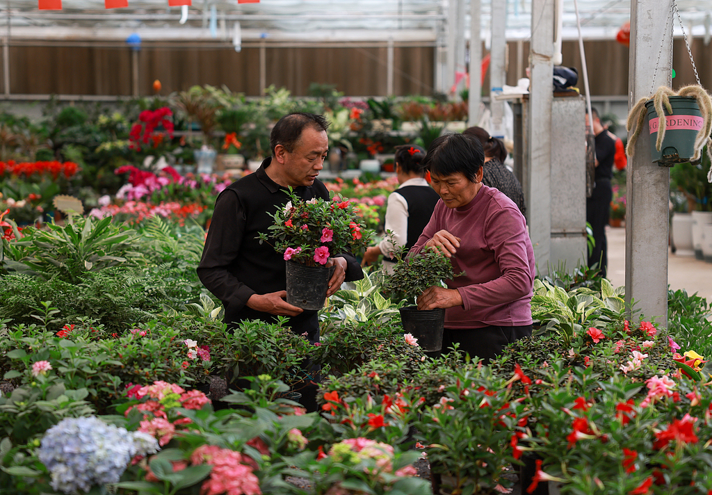 甘肃酒泉：春日鲜花市场迎来销售旺季