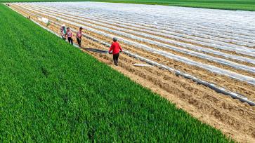 河南商丘：农民不误农时开展春耕