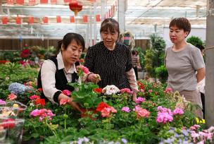 甘肃酒泉：春日鲜花市场迎来销售旺季