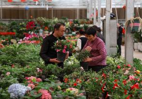 甘肃酒泉：春日鲜花市场迎来销售旺季