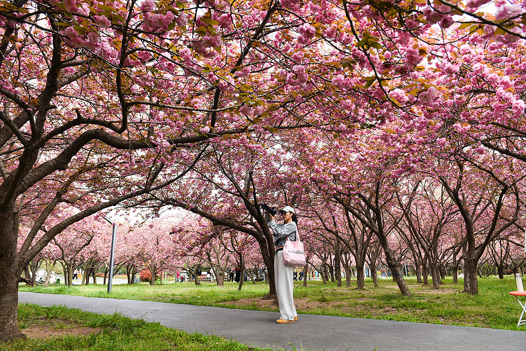 山东日照：樱花盛放 吸引市民踏青打卡