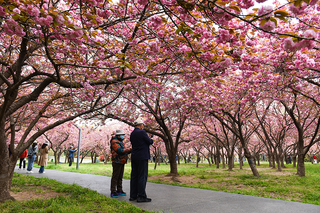 山东日照：樱花盛放 吸引市民踏青打卡