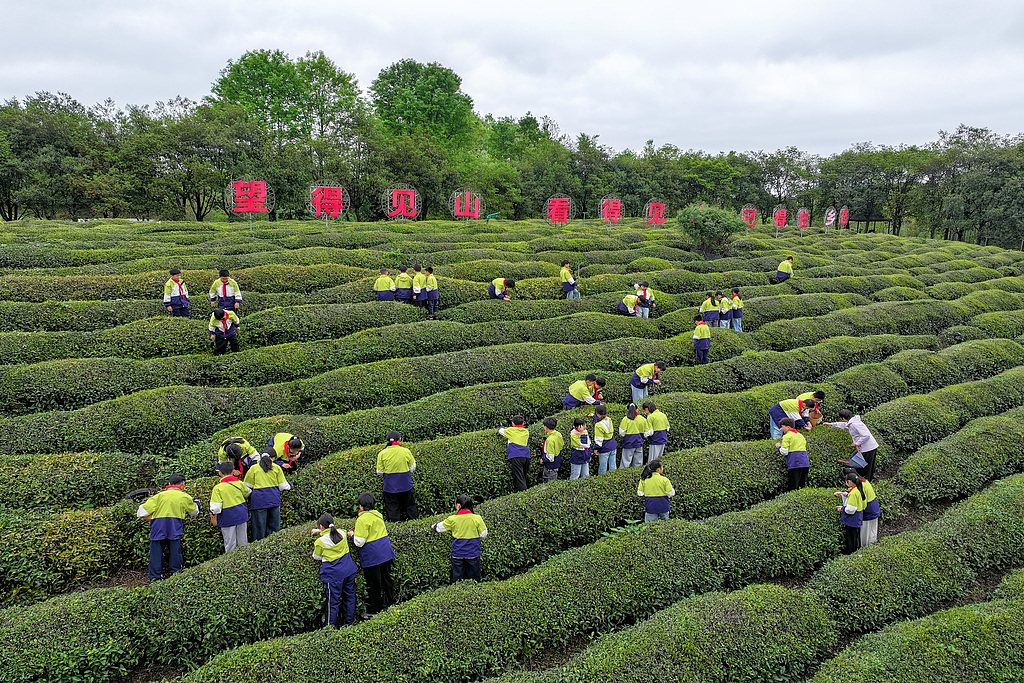安徽黄山：茶园研学欢乐多