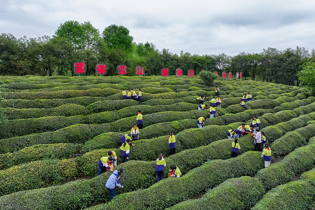 安徽黄山：茶园研学欢乐多