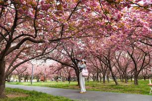 山东日照：樱花盛放 吸引市民踏青打卡