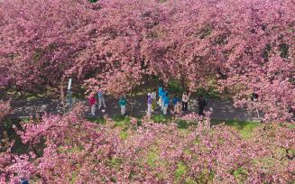 山东日照：樱花盛放 吸引市民踏青打卡