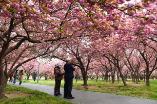 山东日照：樱花盛放 吸引市民踏青打卡