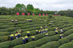 安徽黄山：茶园研学欢乐多
