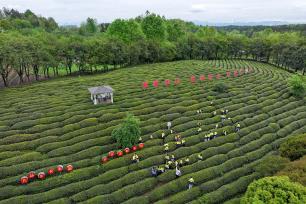 安徽黄山：茶园研学欢乐多