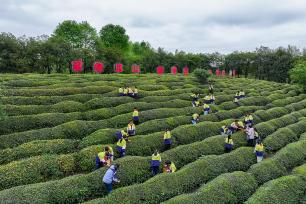 安徽黄山：茶园研学欢乐多