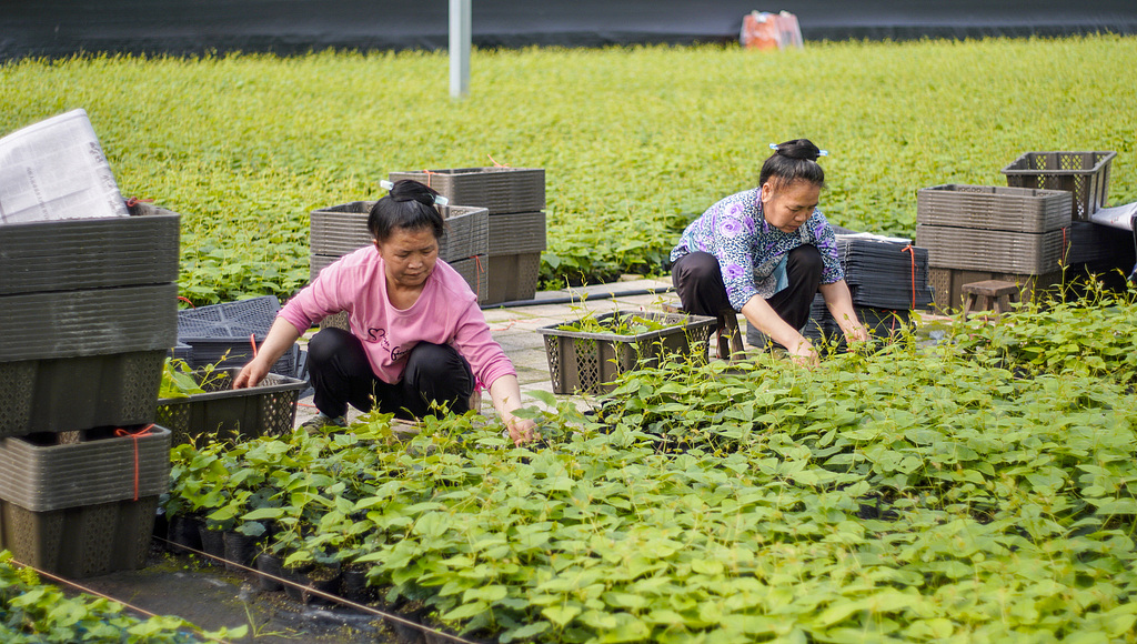 贵州榕江：工作人员装箱转运罗汉果苗