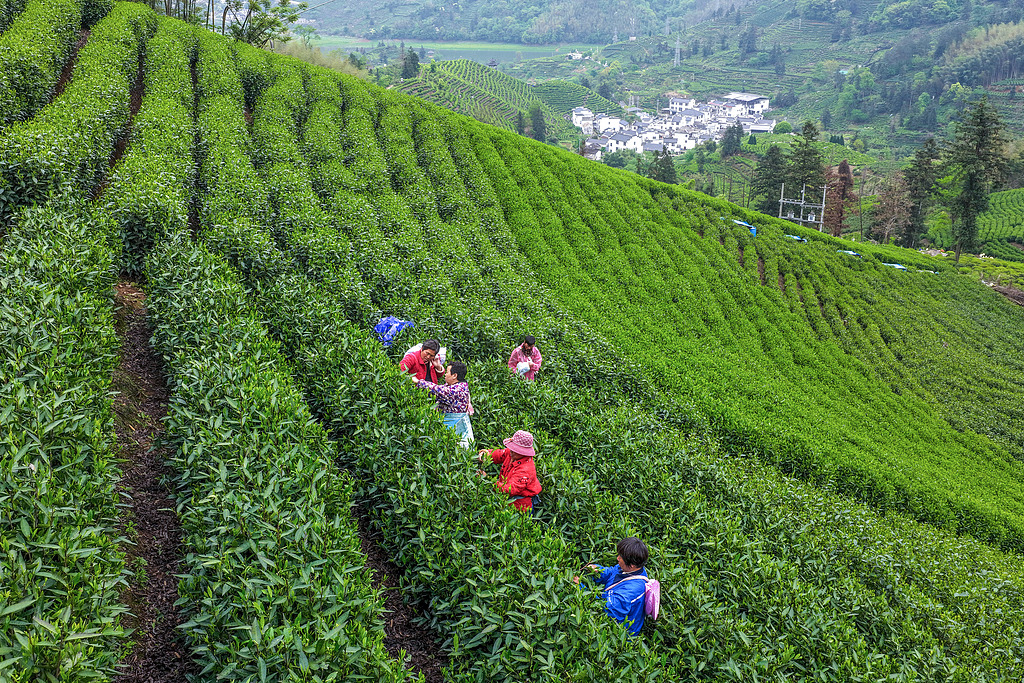 安徽黄山：茶农在茶园采摘鲜叶
