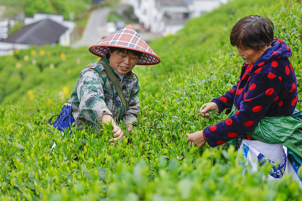 安徽黄山：茶农在茶园采摘鲜叶