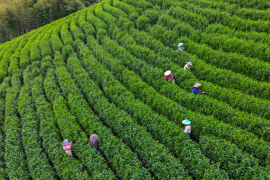 安徽黄山：茶农在茶园采摘鲜叶