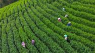 安徽黄山：茶农在茶园采摘鲜叶