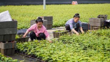 贵州榕江：工作人员装箱转运罗汉果苗