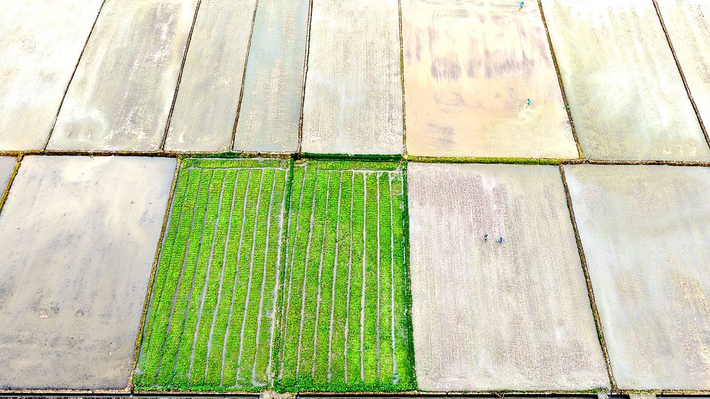 江西吉安：村民在田间劳作