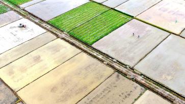 江西吉安：村民在田间劳作