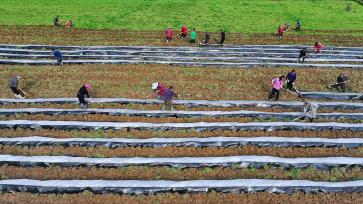 重庆：春耕春种正当时