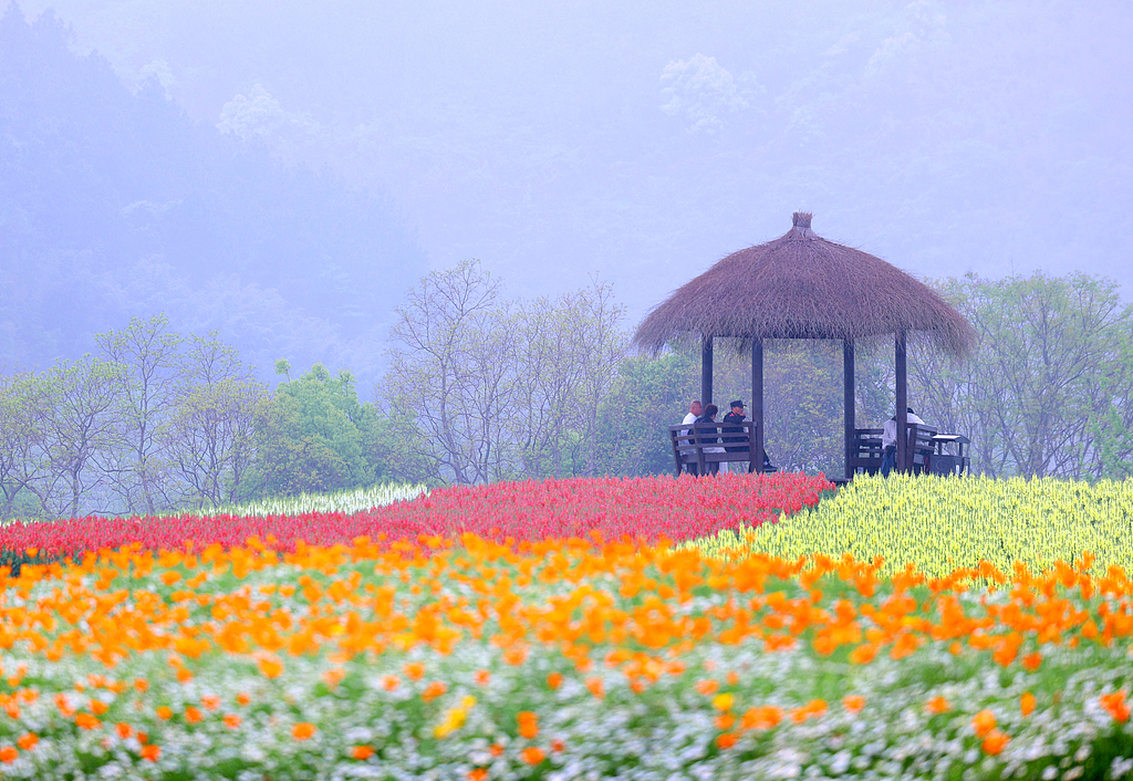 浙江杭州：径山花海春色如画