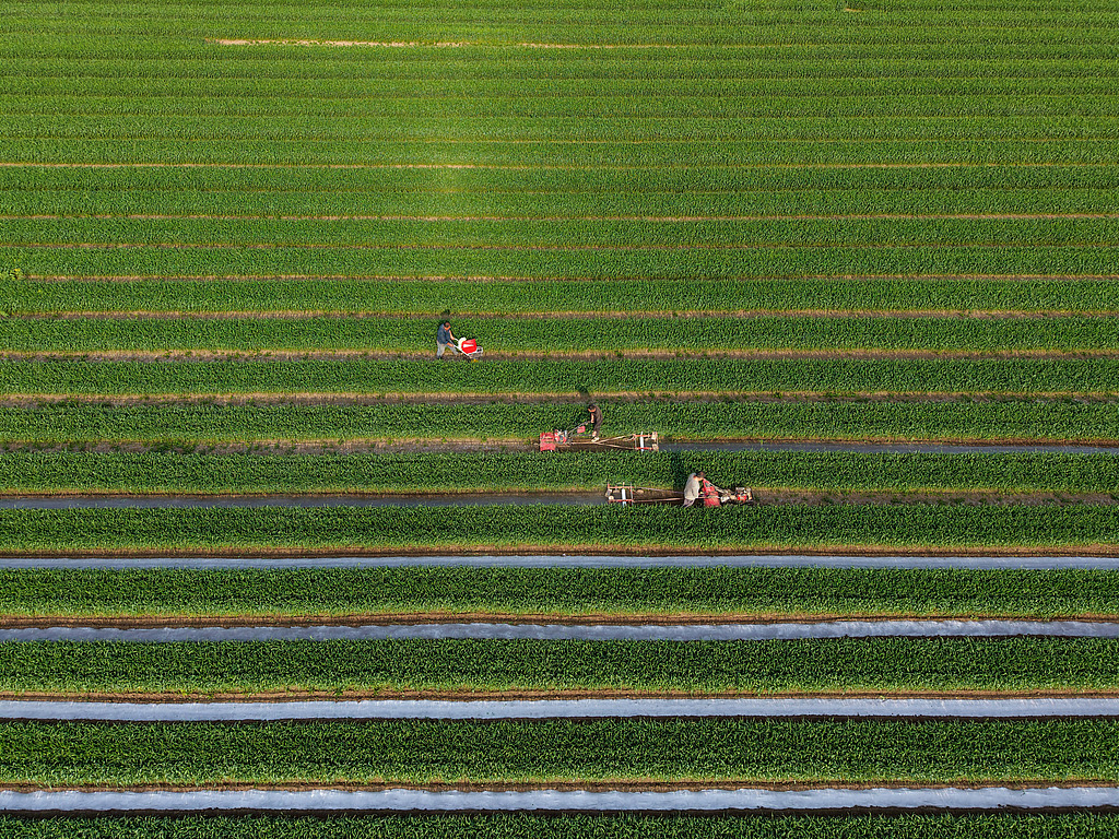安徽亳州：农民抢抓农时促增收