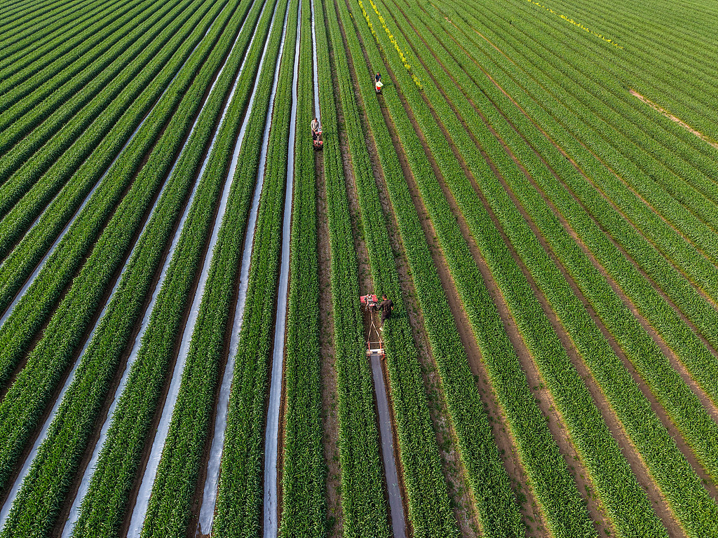 安徽亳州：农民抢抓农时促增收